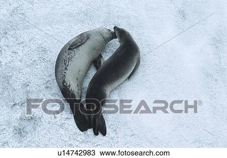 Two Weddell Seals (Leptonychotes weddellii) on ice view from above View Large Photo Image Stock Image - Two Weddell Seals (Leptonychotes weddellii) on ice view from above. Fotosearch