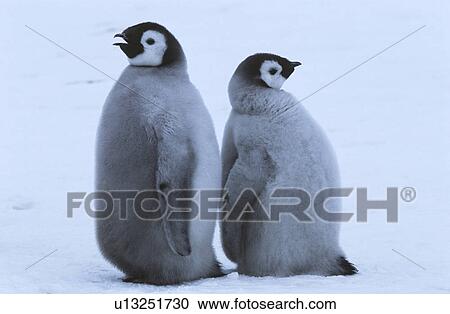 Two young Emperor Penguins standing back to back View Large Photo Image Stock Image - Two young Emperor Penguins standing back to back. Fotosearch