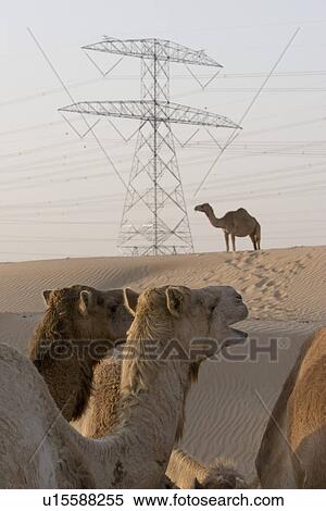 Stock Photography - UAE Dubai camels at a farm in the desert outside of Dubai. Fotosearch