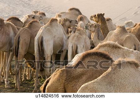 UAE Dubai camels feeding at a farm in the desert outside of Dubai View Large Photo Image Stock Photograph - UAE Dubai camels feeding at a farm in the desert outside of Dubai. Fotosearch