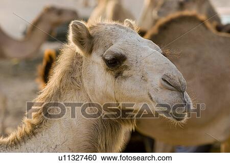 Stock Image - UAE Dubai close-up of a camel face at a farm in the desert outside of Dubai. Fotosearch
