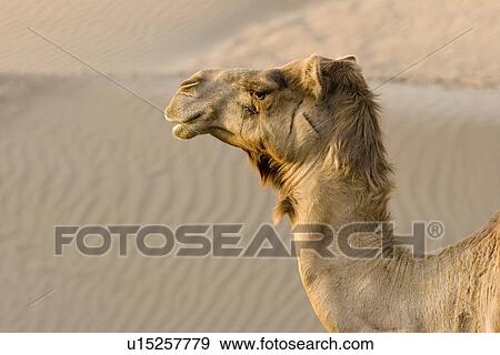 UAE Dubai close-up of a camels head in the desert outside of Dubai View Large Photo Image Stock Photo - UAE Dubai close-up of a camels head in the desert outside of Dubai. Fotosearch