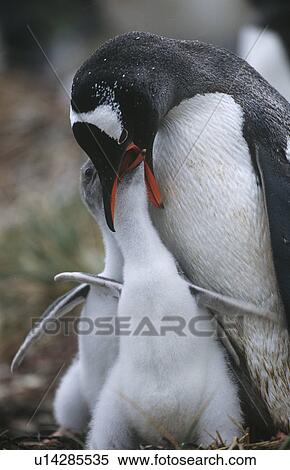 Stock Photography - UK Falkland Islands Gentoo Penguin feeding chicks. Fotosearch