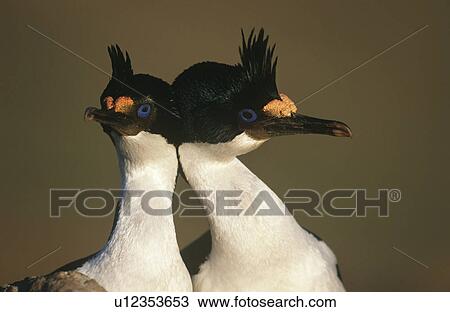 UK Falkland Islands King Cormorants head to head close up View Large Photo Image Stock Image - UK Falkland Islands King Cormorants head to head close up. Fotosearch