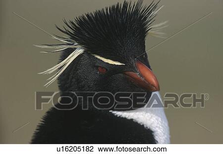 UK Falkland Islands Rockhopper Penguin close up View Large Photo Image Stock Image - UK Falkland Islands Rockhopper Penguin close up. Fotosearch