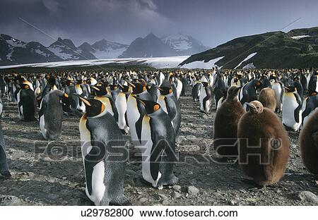 Stock Image - UK South Georgia Island colony of King Penguins . Fotosearch