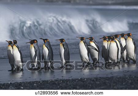 UK South Georgia Island colony of King Penguins marching on beach side view View Large Photo Image Stock Photograph - UK South Georgia Island colony of King Penguins marching on beach side view. Fotosearch