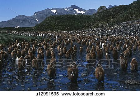 UK South Georgia Island colony of juvenile King Penguins on beach View Large Photo Image Stock Photography - UK South Georgia Island colony of juvenile King Penguins on beach. Fotosearch