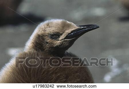 Stock Image - UK South Georgia Island juvenile King Penguin on beach close up. Fotosearch
