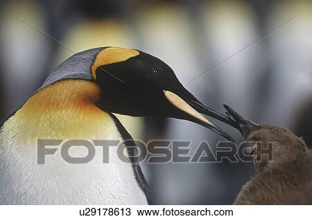 UK South Georgia Island King Penguin feeding chick close up View Large Photo Image Stock Image - UK South Georgia Island King Penguin feeding chick close up. Fotosearch