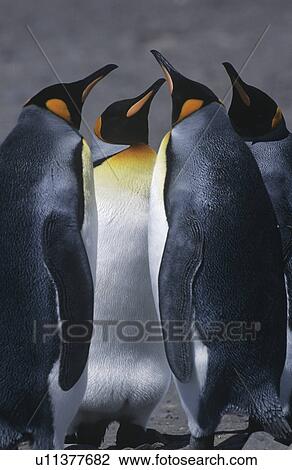 Stock Image - UK South Georgia Island three King Penguins standing on beach. Fotosearch
