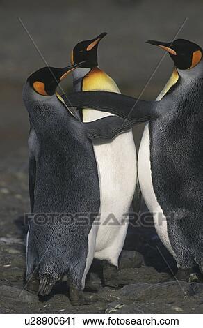 Stock Image - UK South Georgia Island three King Penguins on beach elevated view. Fotosearch