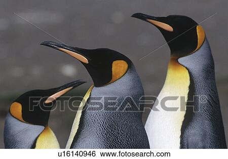 Stock Photograph - UK South Georgia Island three King Penguins close up. Fotosearch