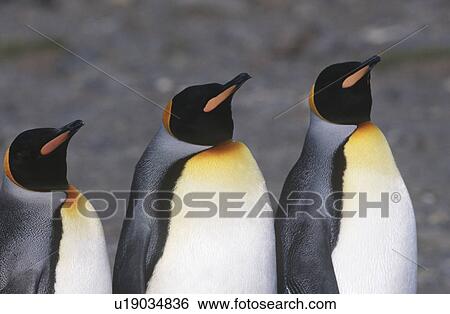 UK South Georgia Island three King Penguins standing side by side close up View Large Photo Image Stock Photograph - UK South Georgia Island three King Penguins standing side by side close up. Fotosearch