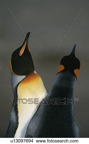 Picture - UK South Georgia Island two King Penguins doing mating dance close up. Fotosearch