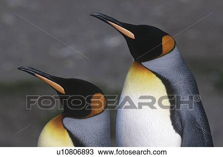 Stock Image - UK South Georgia Island two King Penguins standing side by side close up side view. Fotosearch