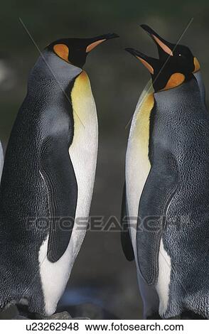 UK South Georgia Island two King Penguins opposite each other side view View Large Photo Image Stock Photo - UK South Georgia Island two King Penguins opposite each other side view. Fotosearch