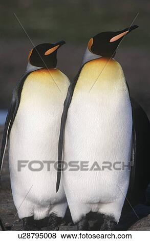 Stock Photo - UK South Georgia Island two King Penguins walking. Fotosearch
