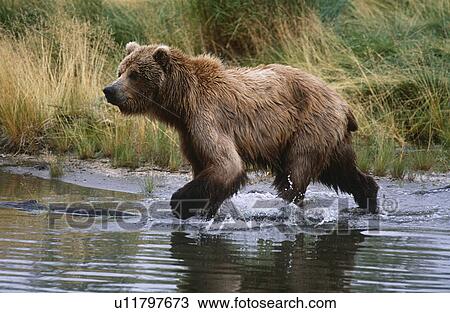 USA Alaska Katmai National Park Brown Bear running across water side view View Large Photo Image Stock Image - USA Alaska Katmai National Park Brown Bear running across water side view. Fotosearch