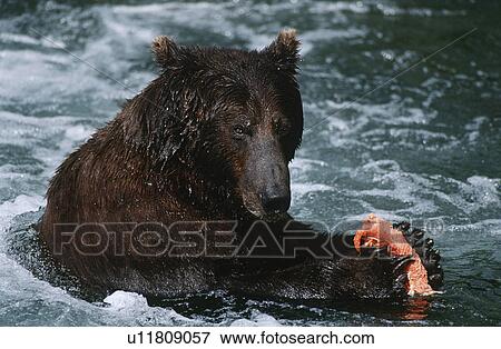 USA Alaska Katmai National Park Brown Bear feeding on salmon in river View Large Photo Image Stock Photo - USA Alaska Katmai National Park Brown Bear feeding on salmon in river. Fotosearch