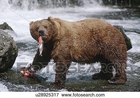 Stock Photo - USA Alaska Katmai National Park Brown Bears eating Salmon river side view. Fotosearch