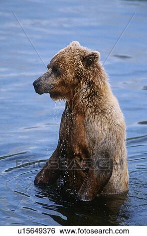 Stock Photograph - USA Alaska Katmai National Park Brown Bear in water. Fotosearch
