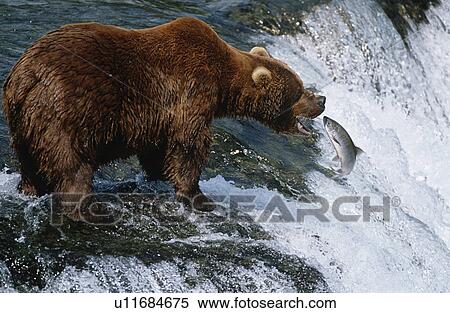 USA Alaska Katmai National Park Brown Bear catching Salmon in river side view View Large Photo Image Stock Photography - USA Alaska Katmai National Park Brown Bear catching Salmon in river side view. Fotosearch