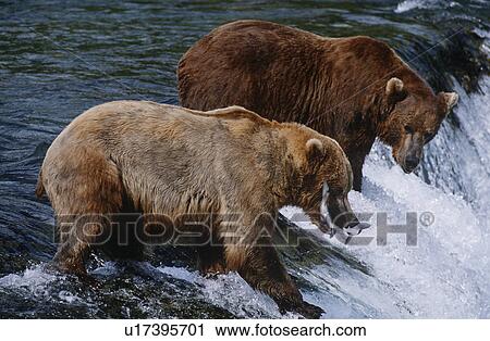 Stock Image - USA Alaska Katmai National Park two Brown Bears catching Salmon standing in river above waterfall side view. Fotosearch