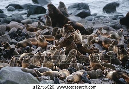 USA Alaska St. Paul Island colony of Northern Fur Seals on rocky shore View Large Photo Image Stock Image - USA Alaska St. Paul Island colony of Northern Fur Seals on rocky shore. Fotosearch