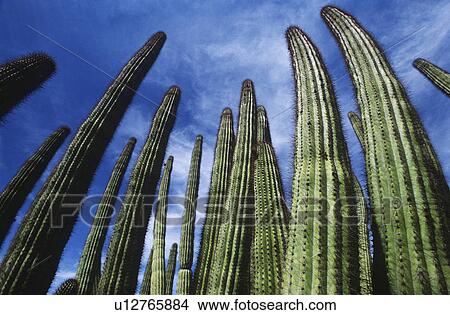 Picture - USA Arizona Organ Pipe Cactus against sky low angle view. Fotosearch