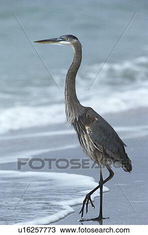 USA Florida Sanibel Island Great Blue Heron on beach side view View Large Photo Image Stock Image - USA Florida Sanibel Island Great Blue Heron on beach side view. Fotosearch