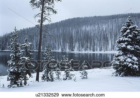 Stock Photo - USA Wyoming Yellowstone National Park Snow covered forest beside lake. Fotosearch