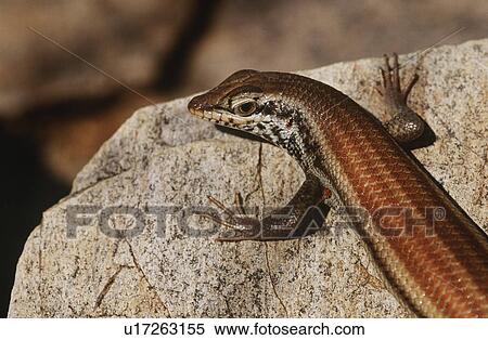 Stock Photography - Variable Skink resting on rock elevated view. Fotosearch