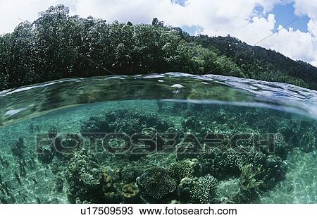 View of underwater scene and surface level view View Large Photo Image Stock Image - View of underwater scene and surface level view. Fotosearch