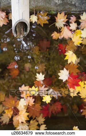Water running from bamboo pipe with autumn leaves on water surface View Large Photo Image Stock Photo - Water running from bamboo pipe with autumn leaves on water surface. Fotosearch