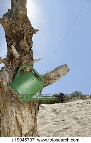 Watering can hanging on dead tree trunk on sand dune View Large Photo Image Stock Photo - Watering can hanging on dead tree trunk on sand dune. Fotosearch