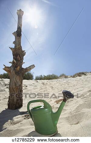 Stock Photo - Watering can near dead tree trunk on sand dune. Fotosearch