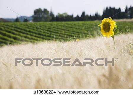 Wheat field View Large Photo Image Picture - Wheat field. Fotosearch