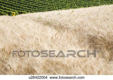 Wheat field View Large Photo Image Picture - Wheat field. Fotosearch