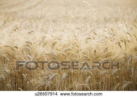 Picture - Wheat field. Fotosearch