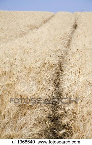 Stock Image - Wheat field. Fotosearch