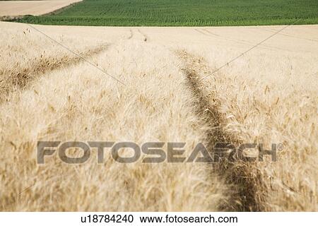 Wheat field View Large Photo Image Stock Image - Wheat field. Fotosearch