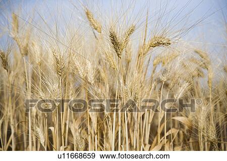 Stock Photo - Wheat field. Fotosearch