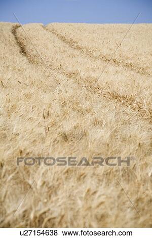 Stock Photo - Wheat field. Fotosearch