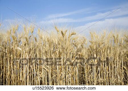 Wheat field View Large Photo Image Stock Photograph - Wheat field. Fotosearch