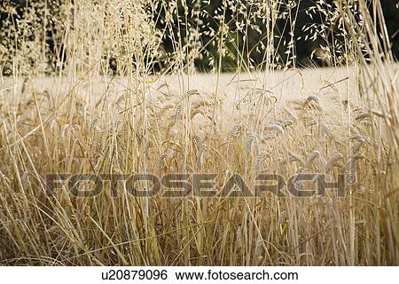 Wheat field View Large Photo Image Stock Photograph - Wheat field. Fotosearch