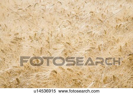 Wheat field View Large Photo Image Stock Photography - Wheat field. Fotosearch