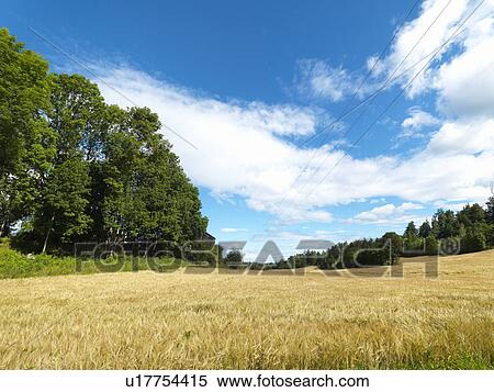 Stock Photography - Wheat Field. Fotosearch