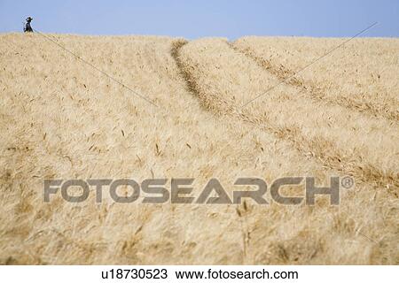 Wheat field with person in distance View Large Photo Image Stock Image - Wheat field with person in distance. Fotosearch