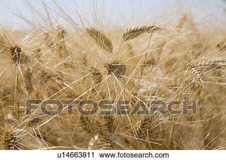 Wheat in field close-up View Large Photo Image Stock Image - Wheat in field close-up. Fotosearch